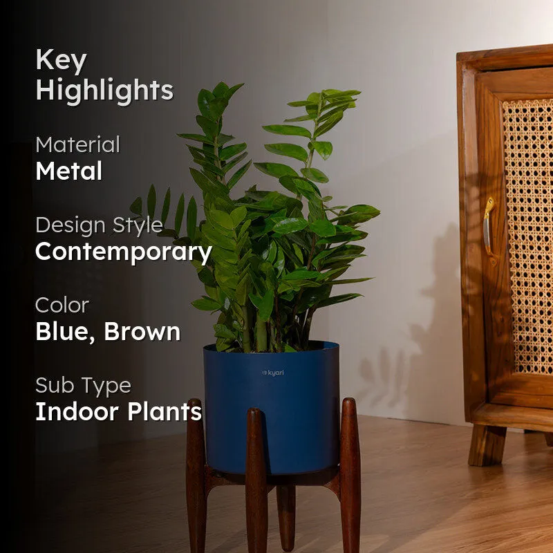 Kyari Green ZZ Plant With Metal Self Watering Pot (Blue) - 2 Feet media 2