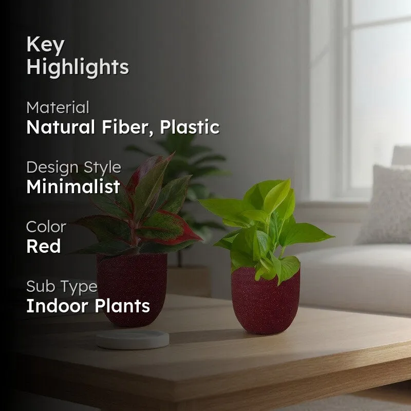 Greenkin Aglaonema & Golden Pothos Live Plants (Red) - Set Of Two media 2