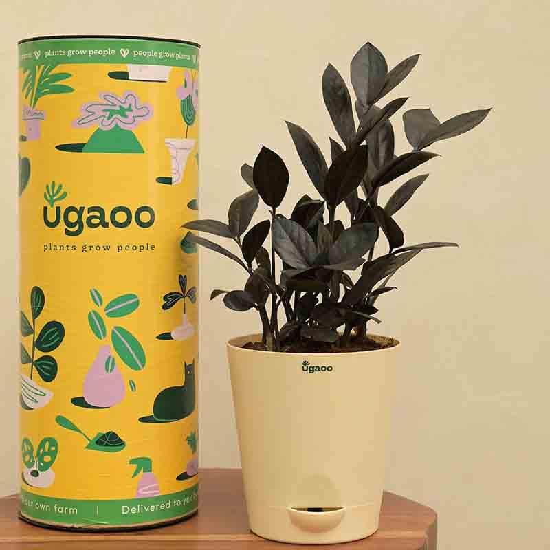 Ugaoo Zamia ZZ Black Plant media 7