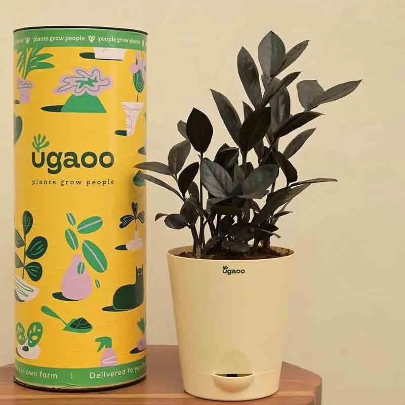 Ugaoo Zamia ZZ Black Plant media 7