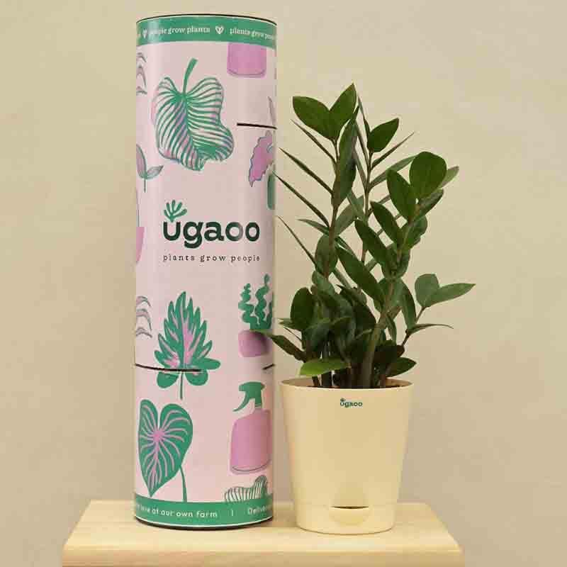 Ugaoo ZZ Plant - Medium media 7