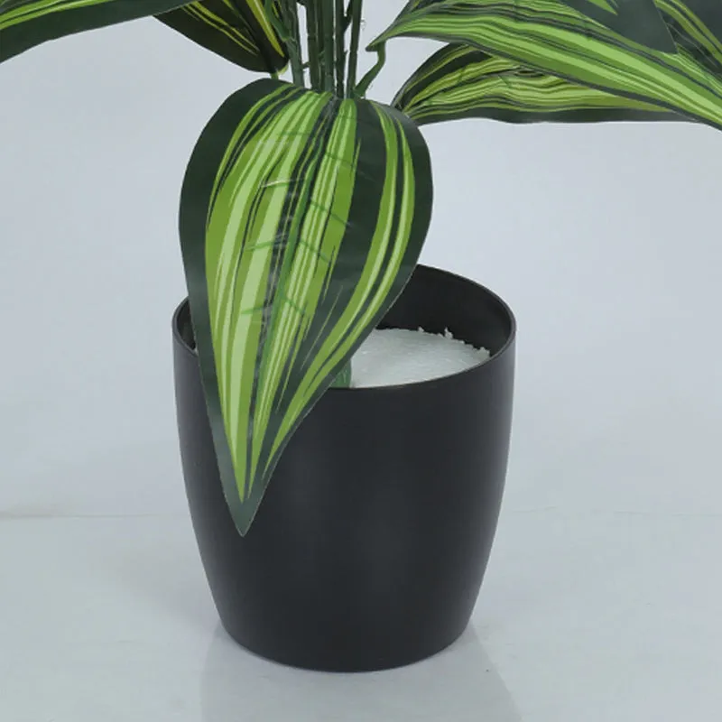 Edena Artificial Variegated Dracaena With Black Plastic Pot - 2.3 Feet media 4