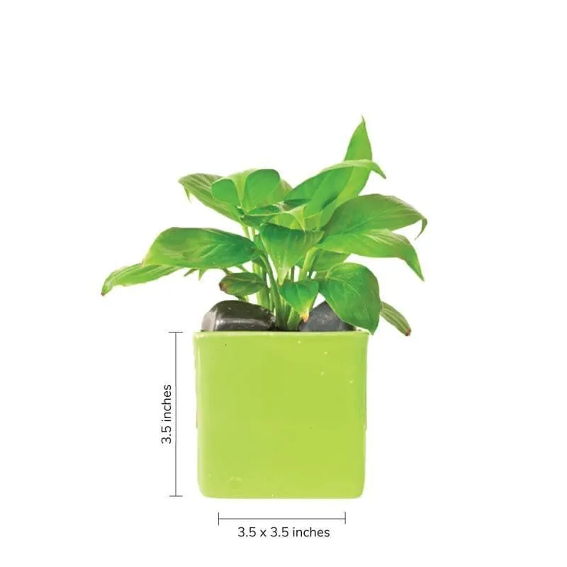 Ugaoo Square Light Green Ceramic Pot media 4