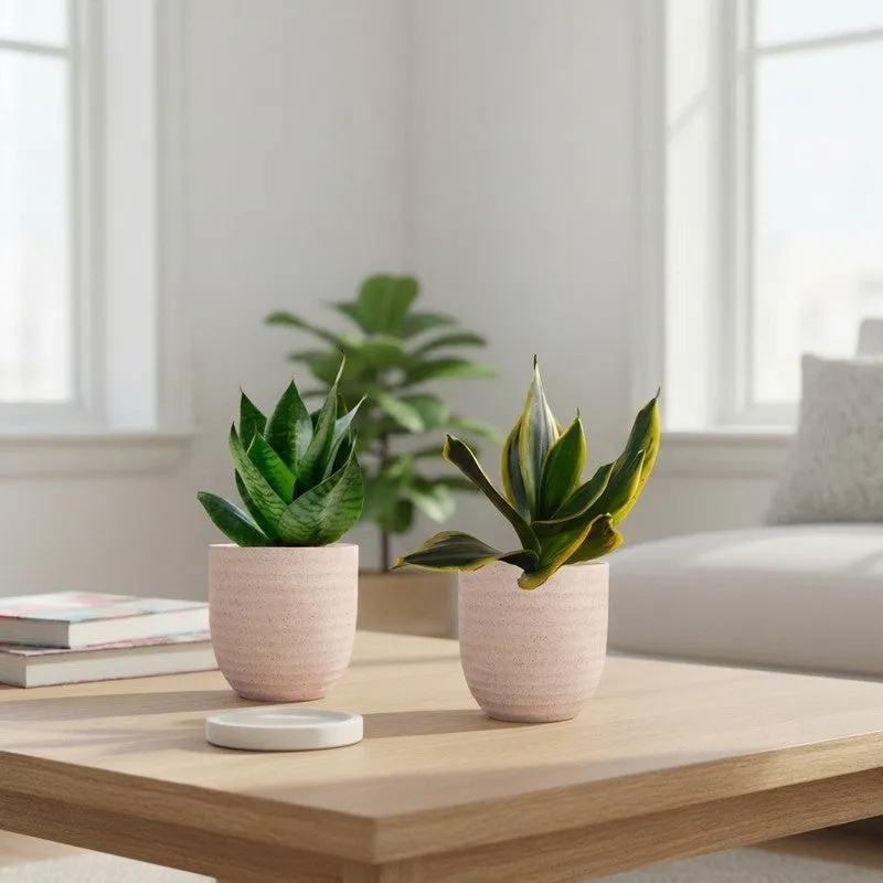 Greenkin Snake Live Plants (Ivory) - Set Of Two media 1