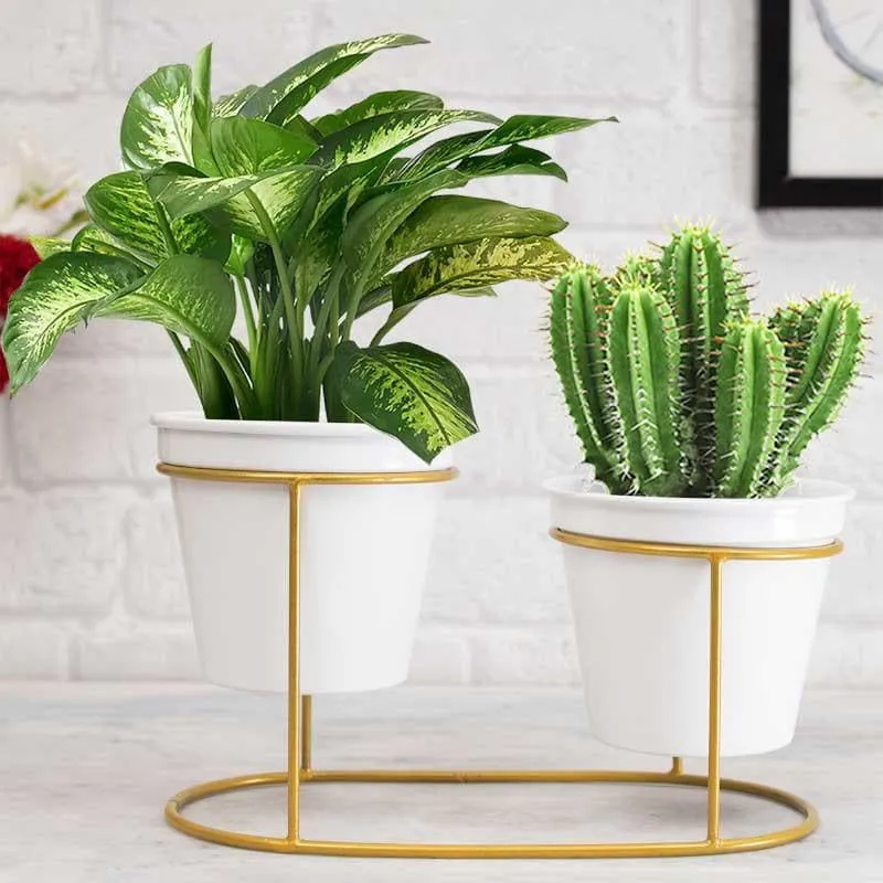 Metallic Oasis Planter media 4