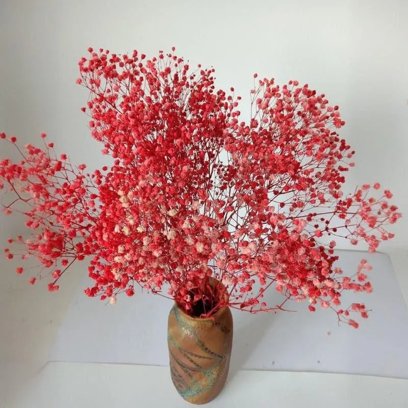 Naturally Dried Baby Breath Gypsophila Stems (Red) - Set Of Five media 3