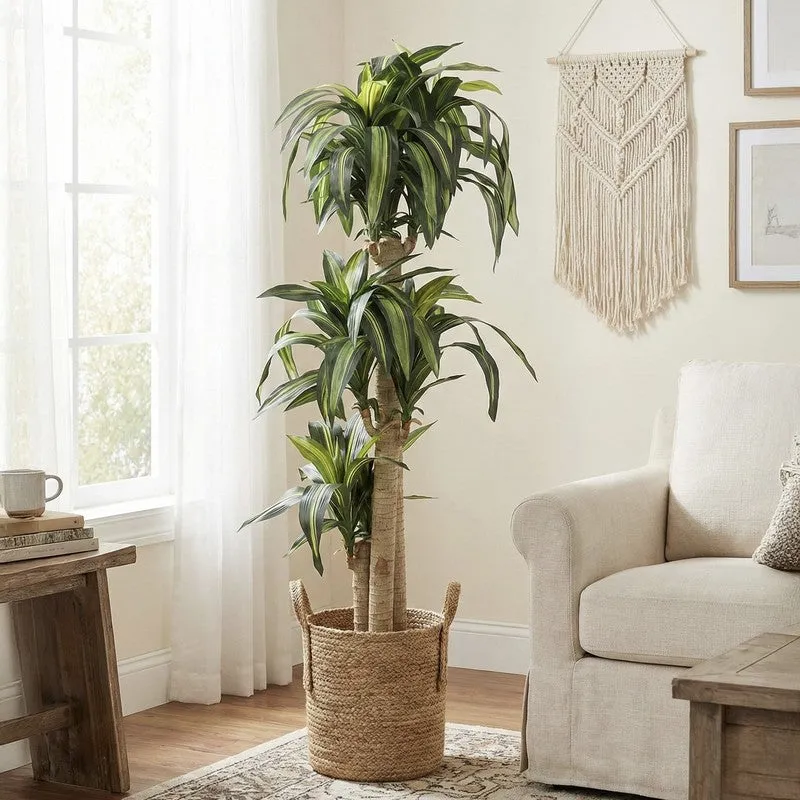 Veltura Artificial Dracaena Green Tree With Black Plastic Pot 5.7 ft media 5