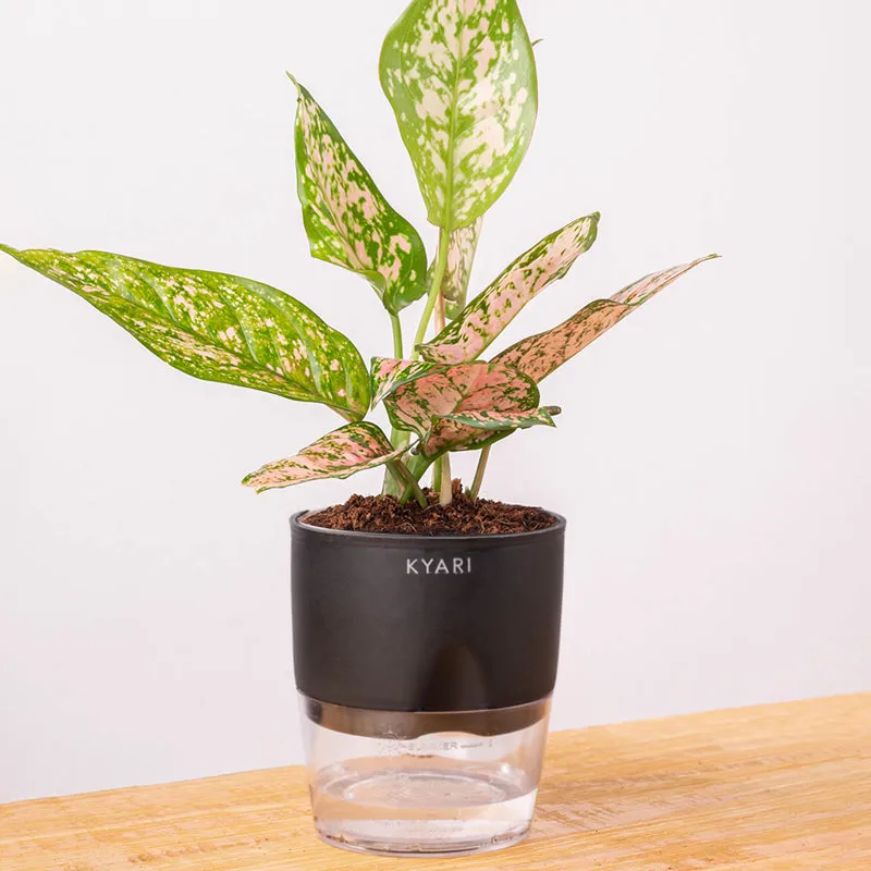 Kyari Agalonema Snow Plant With Self Watering Pot (Black) - 18 cm media 3