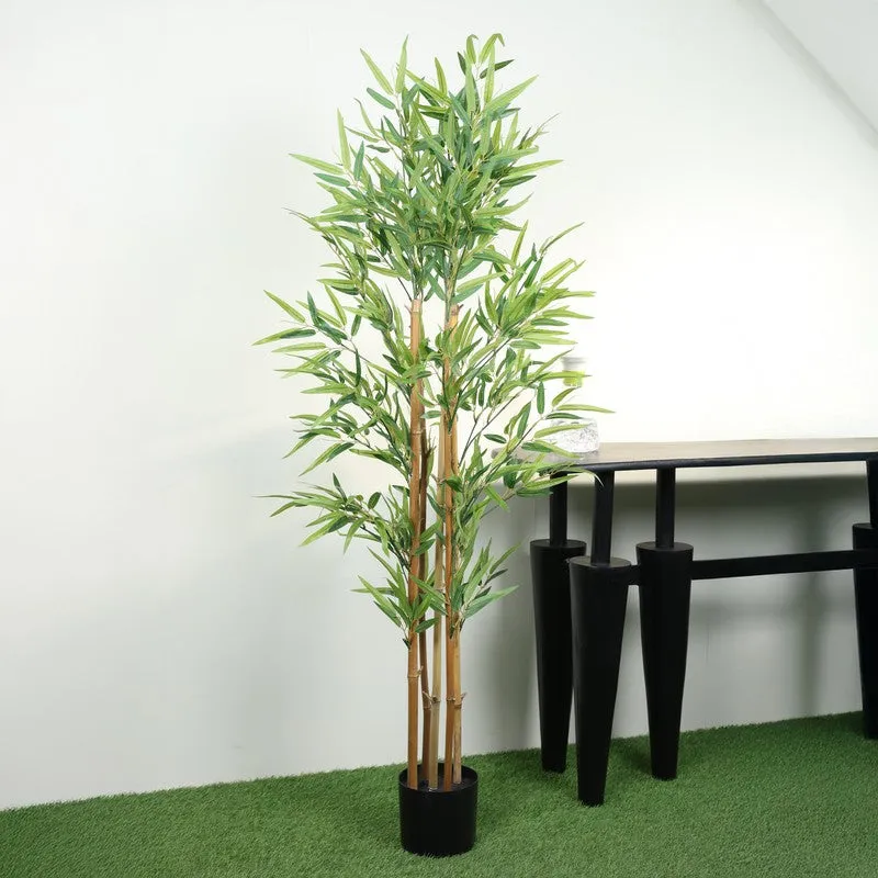 Greenea Evergreen Bamboo Plant With Black Fiber Pot - 4.9 Feet media 3