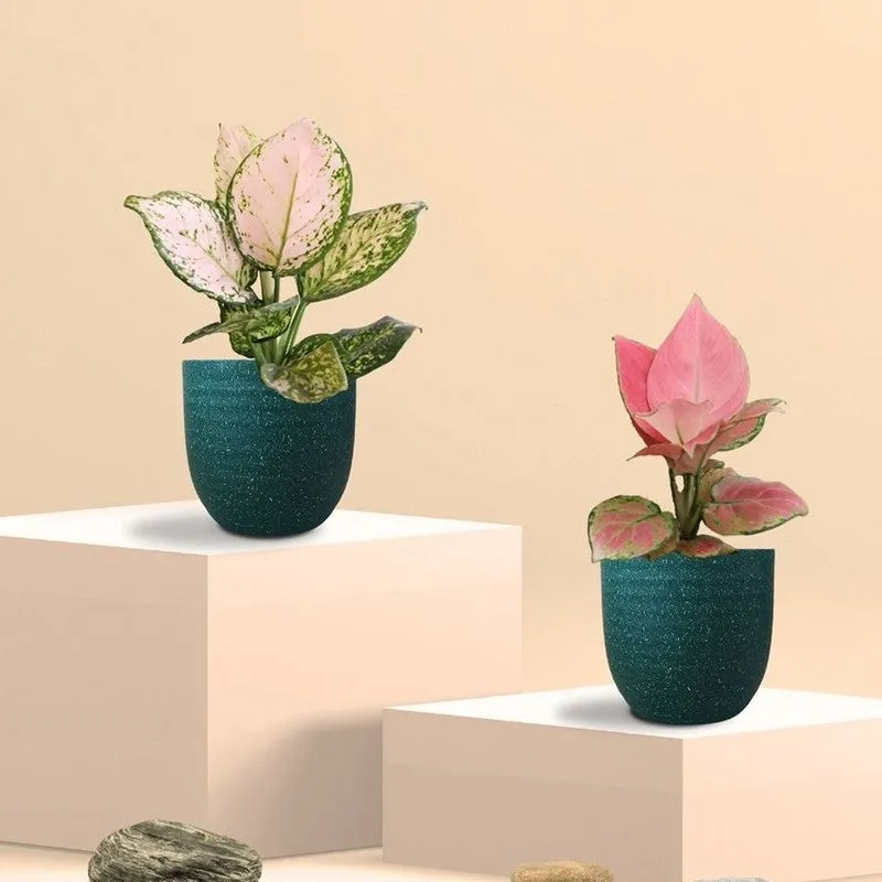 Greenkin Aglaonema Pink & Wishes Live Plants (Green) - Set Of Two media 3