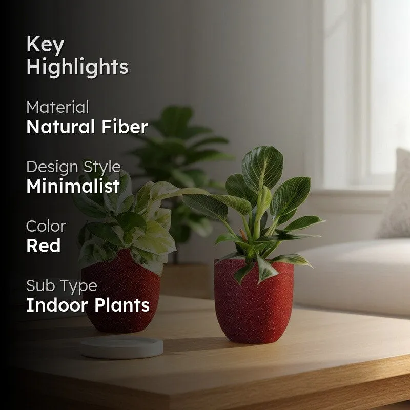 Greenkin Birkin & Njoy Live Plants (Red) - Set Of Two media 2