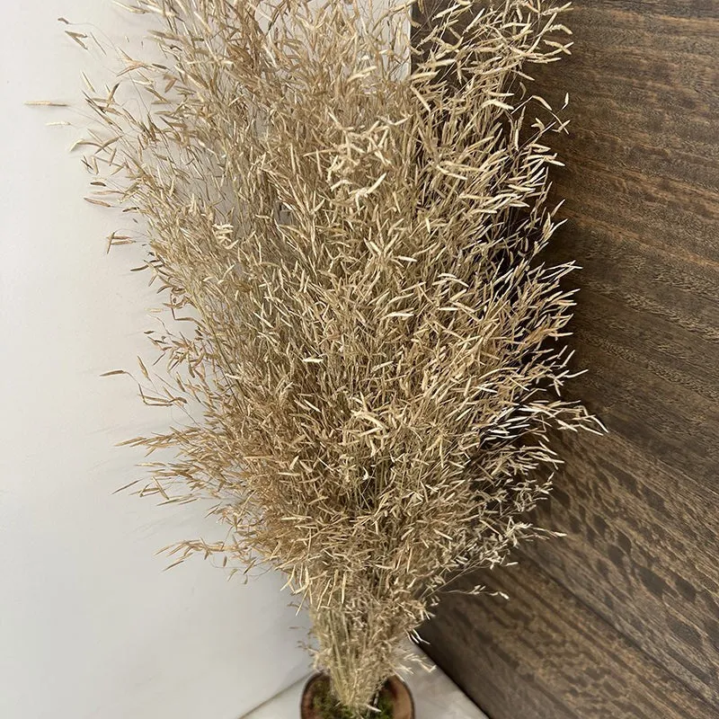 Field Fade Dried Grass - Beige media 4