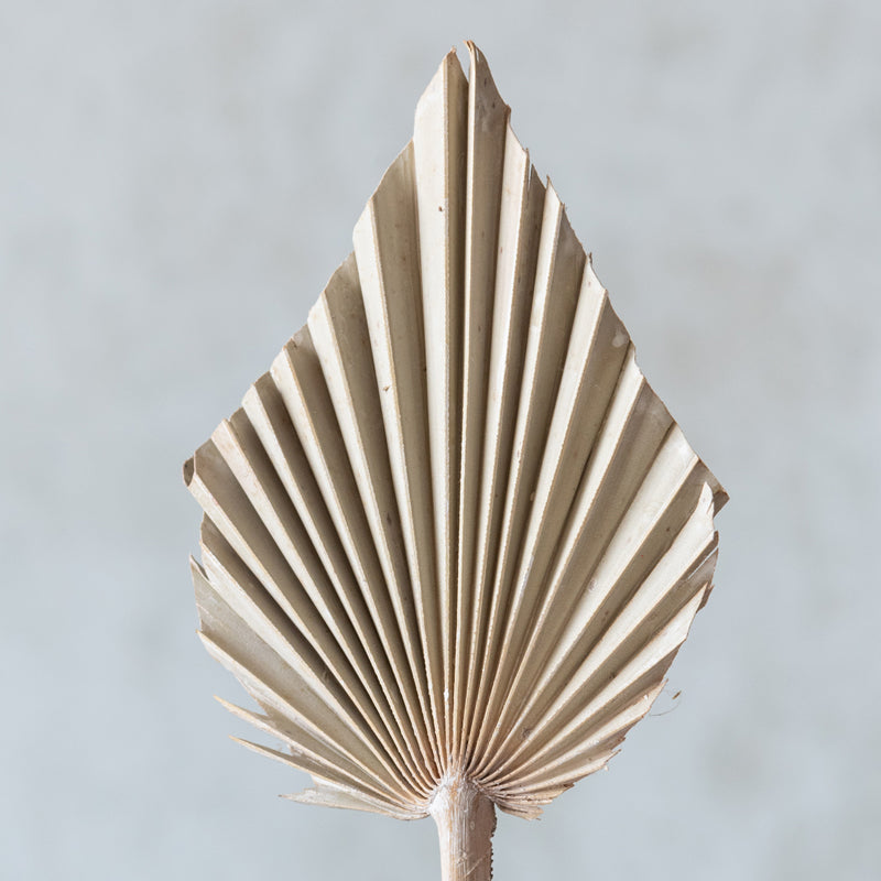 Trovio Naturally Dried Palm Leaf (White) - Set Of Five media 4