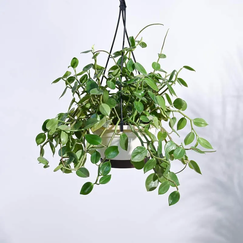 Ugaoo Peperomia Green Creeper with Hanging Planter media 3