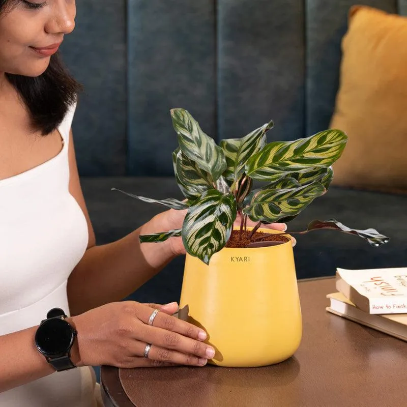 Kyari Peacock Plant With Metal Self Watering Pot - Yellow media 4