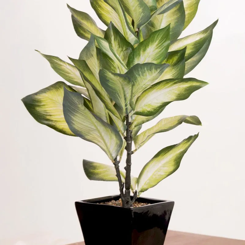 Artificial Golden Dieffenbachia Plant Without Pot - 2 Feet media 4