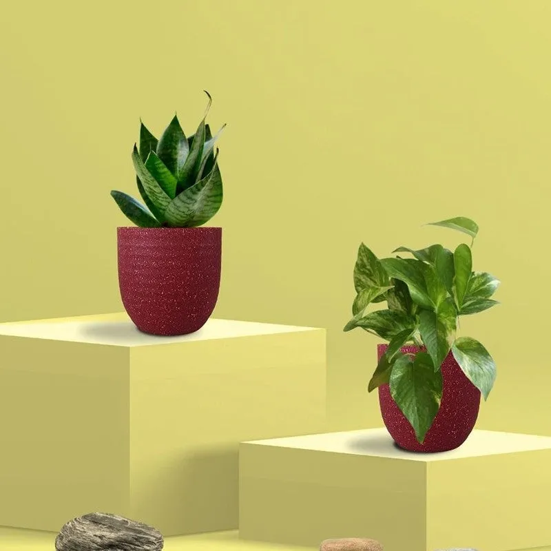 Greenkin Money Plant Gold King & Snake Live Plants (Red) - Set Of Two media 3