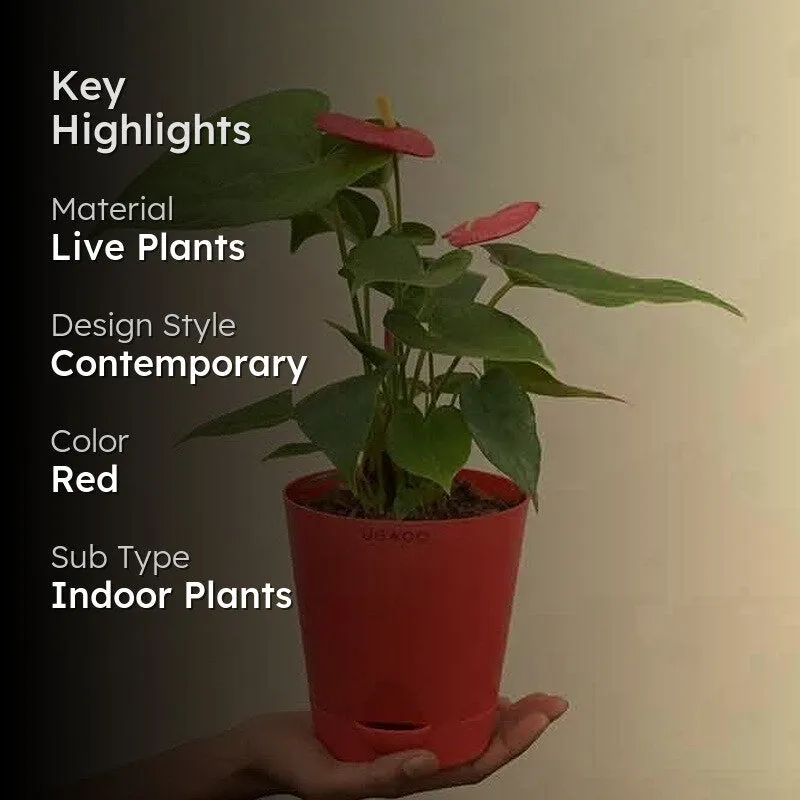 Ugaoo Anthurium Red Plant - Medium media 2