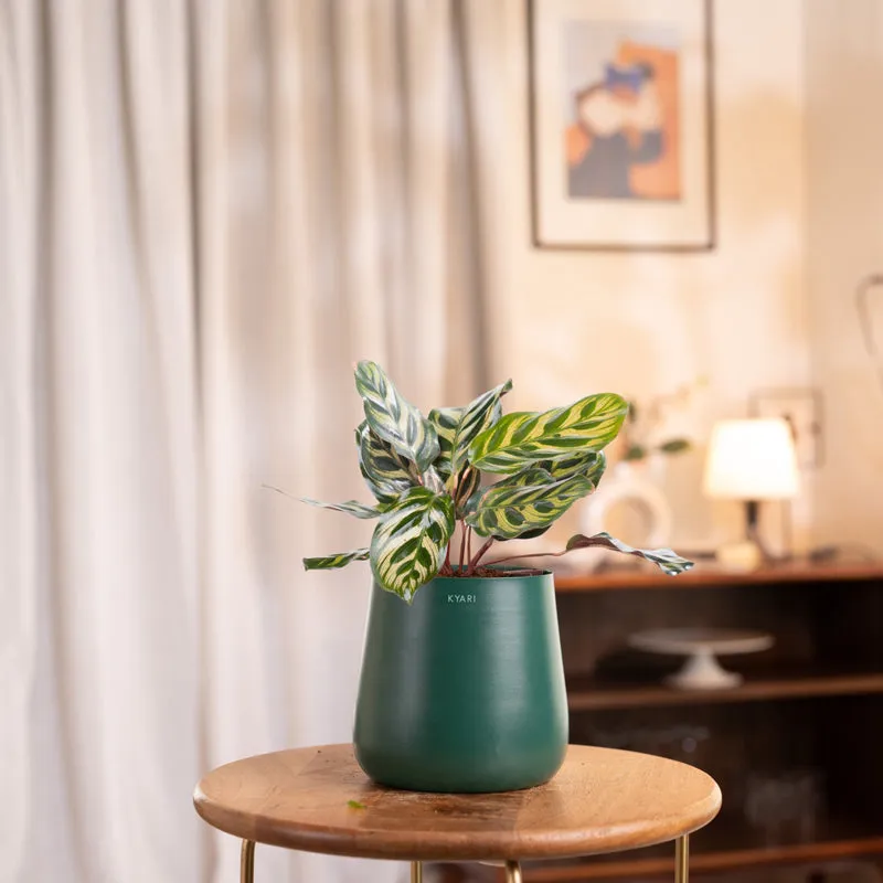 Kyari Peacock Plant With Metal Self Watering Pot - Green media 1