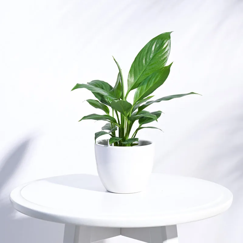 Ugaoo Apple White Ceramic Pot- Small media 3