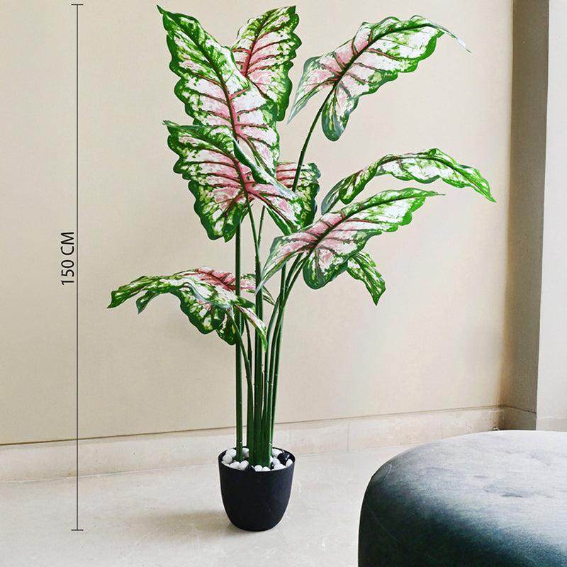 Calatrop Artificial Tropical Caladium With Basic Black Plastic Pot - 150 cm (5 ft) media 9