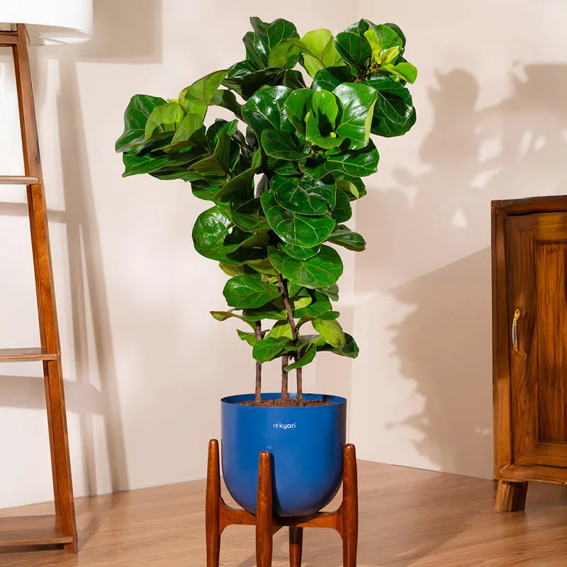 Kyari Bambino Plant With Metal Self Watering Pot (Blue) - 2.4 Feet media 1