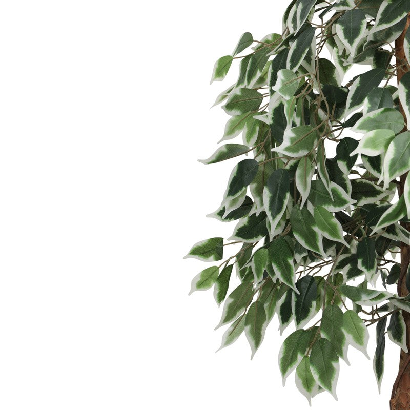 Artificial Variegated Ficus Plant With Black Plastic Pot - 4 ft media 6