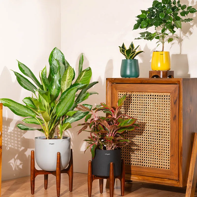 Kyari Agalonema Lipstick Plant With Metal Self Watering Pot (Blue) - 1. 6 Feet media 4