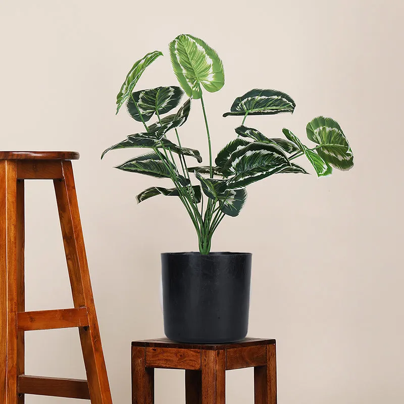 Botanika Artificial Money Plant III With Black Plastic Pot (White, Green) - 2 Feet media 1