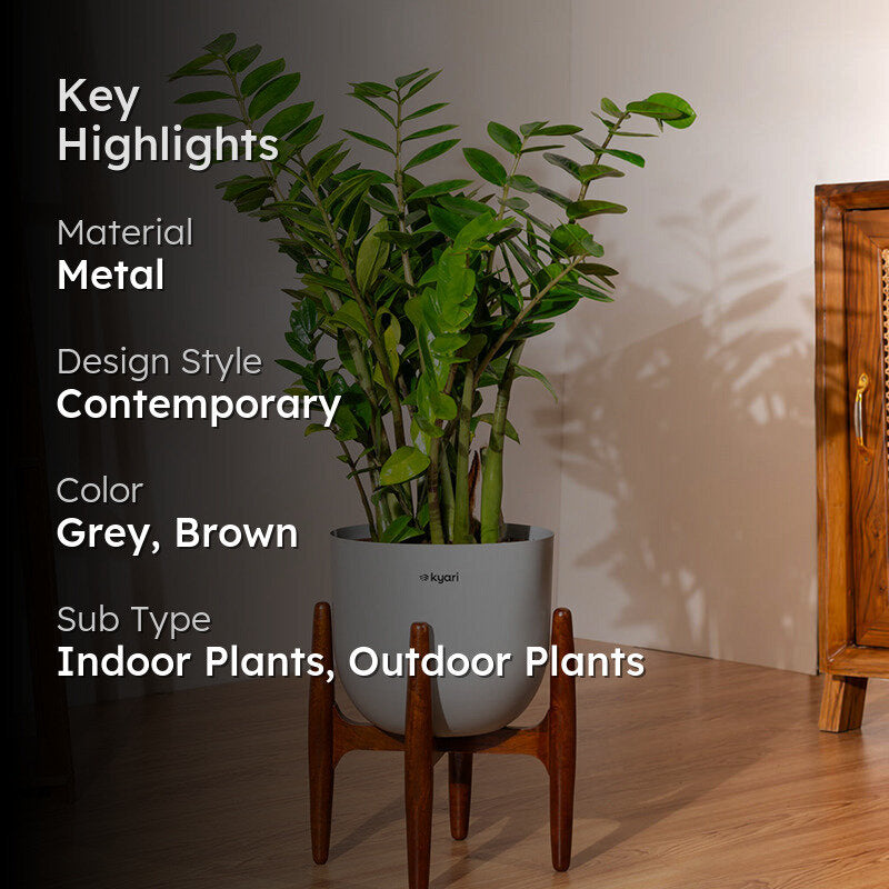 Kyari Green ZZ Plant With Metal Self Watering Pot (Grey) - 2.4 Feet media 2