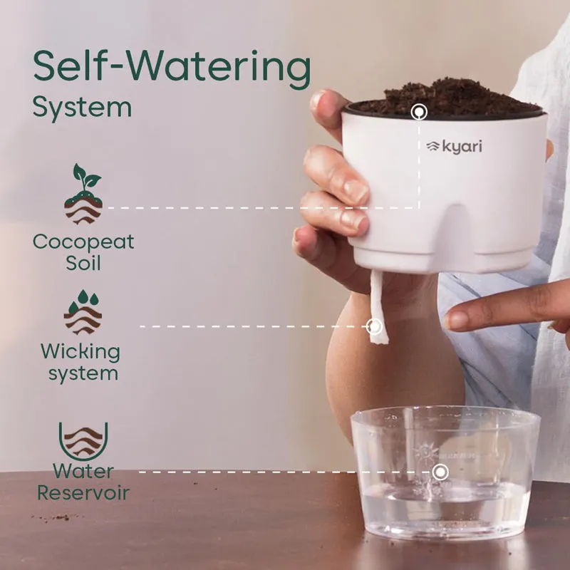 Kyari Peacock Plant With Self Watering Pot - White - 7