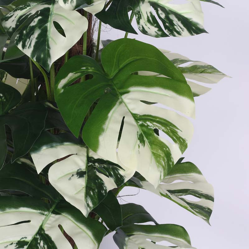 Faux Lush White Monstera Plant With Black Plastic Pot -  4 Feet media 4