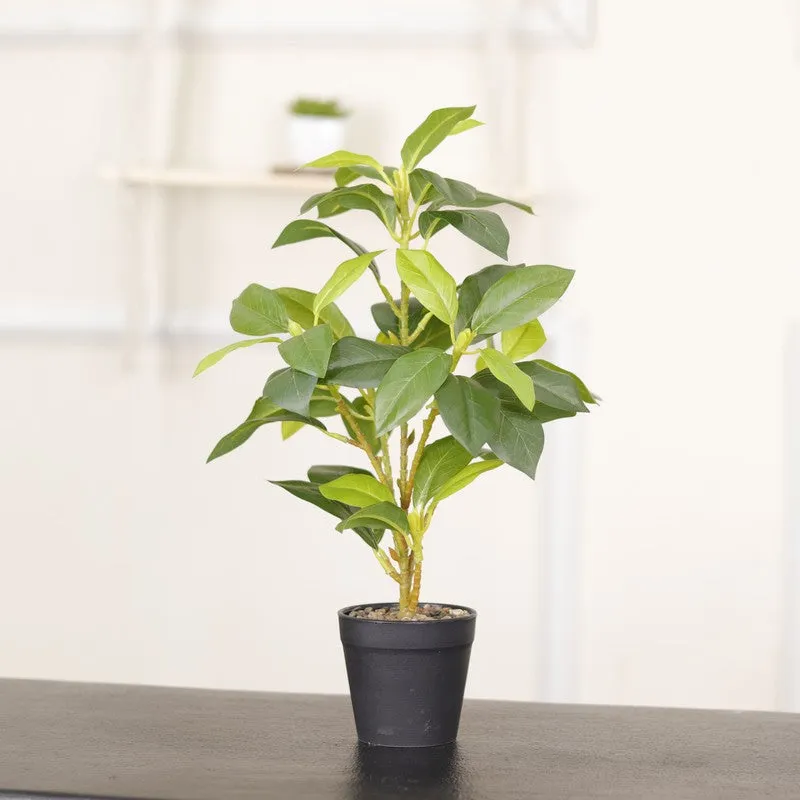 Artificial Croton Leaf Plant With Black Fiber Pot (Green) - 1.3 Feet media 5