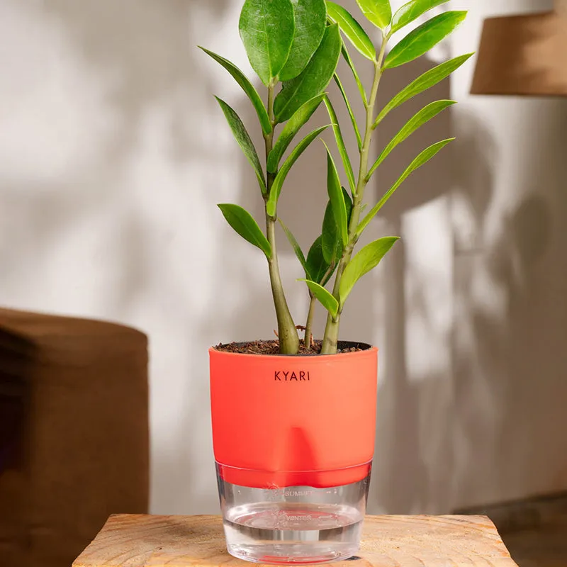 Kyari Zamioculcas Zamiifolia (ZZ) With Self Watering Pot - Red media 1
