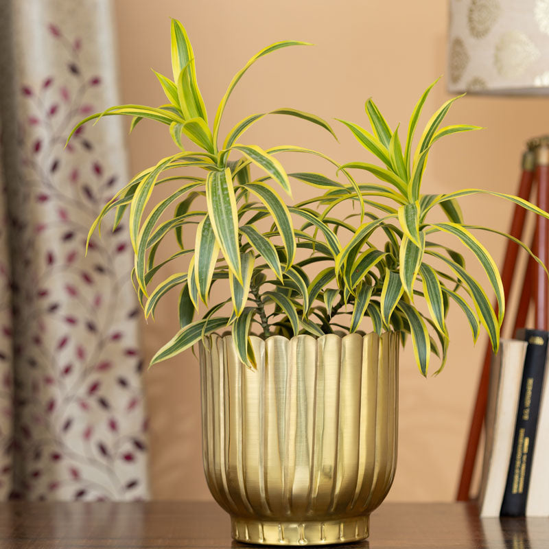 Cosie Coral Planter - Gold media 3
