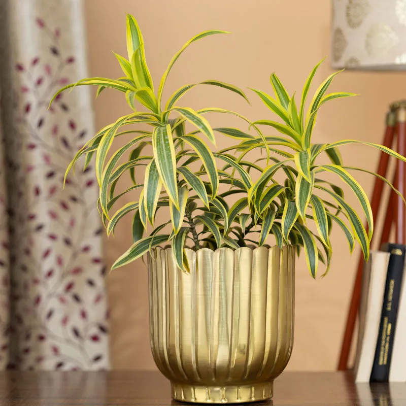 Cosie Coral Planter - Gold media 3
