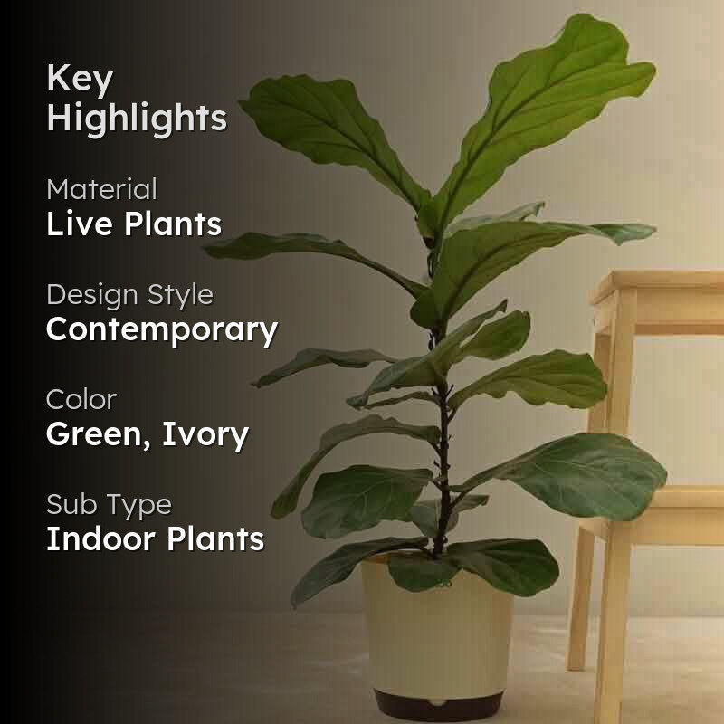 Ugaoo Fiddle Leaf Fig Plant media 2