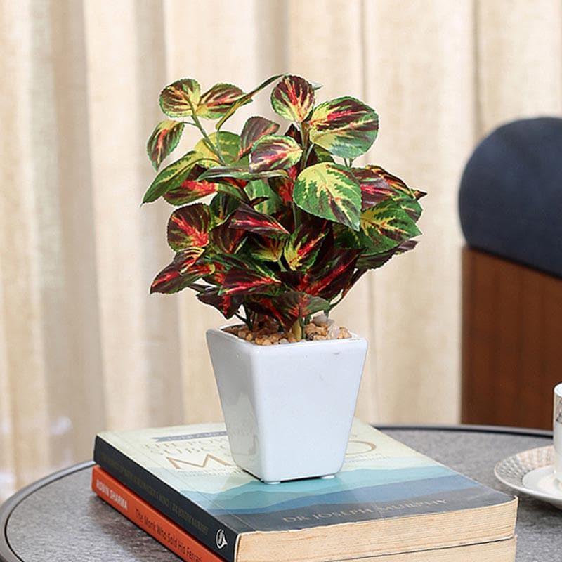 Wandering Jew Faux Bonsai (20 cms) - Red media 2