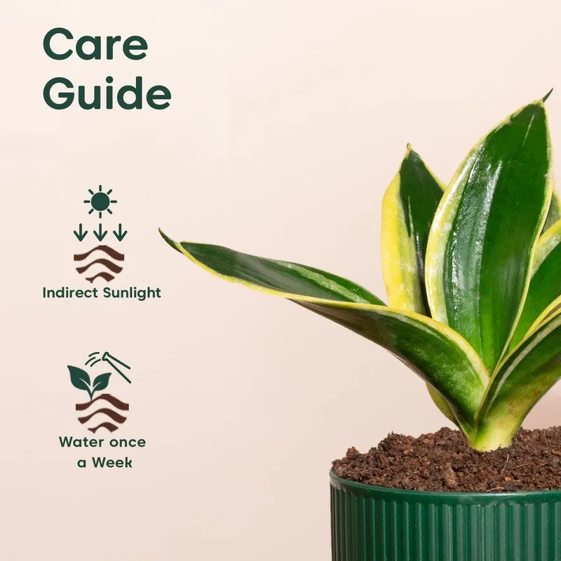 Kyari Golden Hahnii Snake Plant with Self Watering Pot - Green media 5