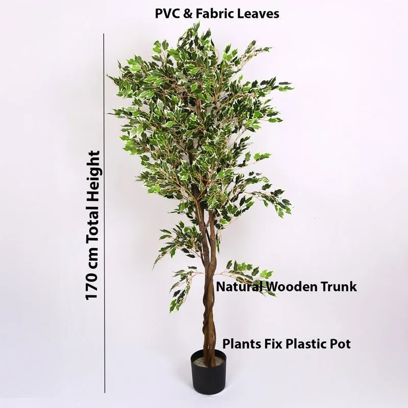 Verdiq Artificial Ficus With Black Plastic Pot - 5.5 Feet media 7