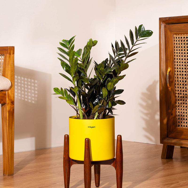 Kyari Black ZZ Plant With Metal Self Watering Pot (Yellow) - 2 Feet
