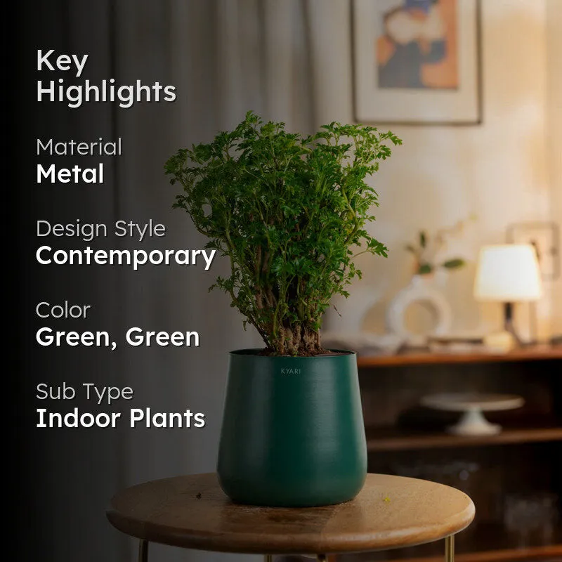 Kyari Aralia Plant With Metal Self Watering Pot (Green) - 1 Foot media 2