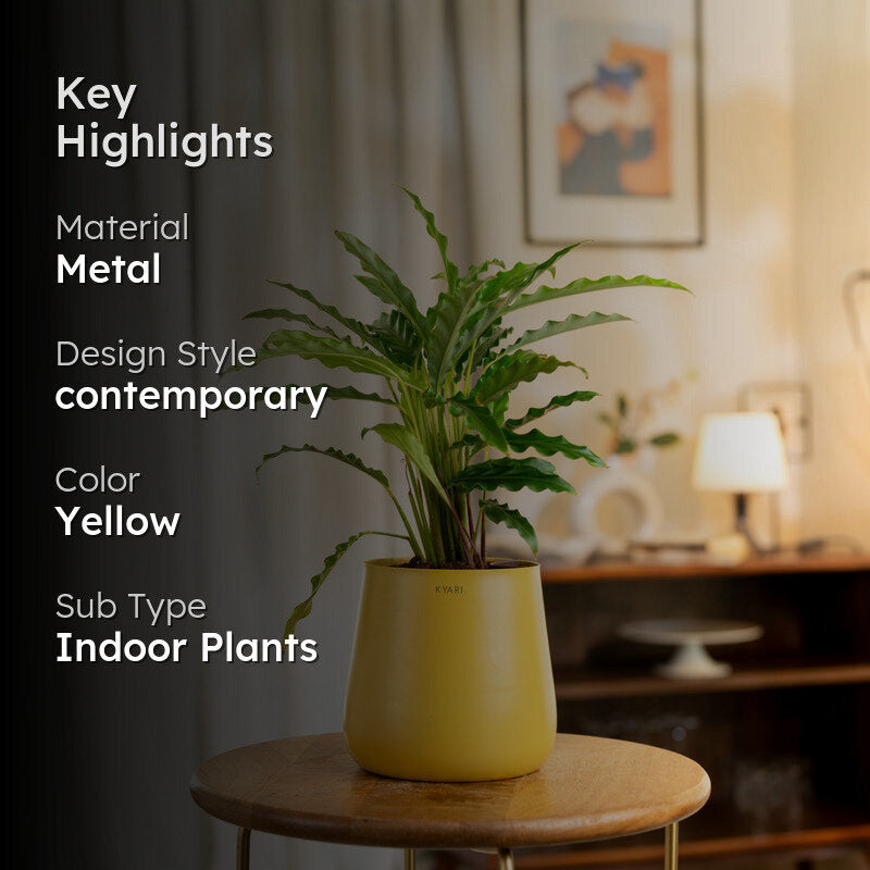 Kyari Calathea Rufibarba With Metal Self Watering Pot - Yellow media 2