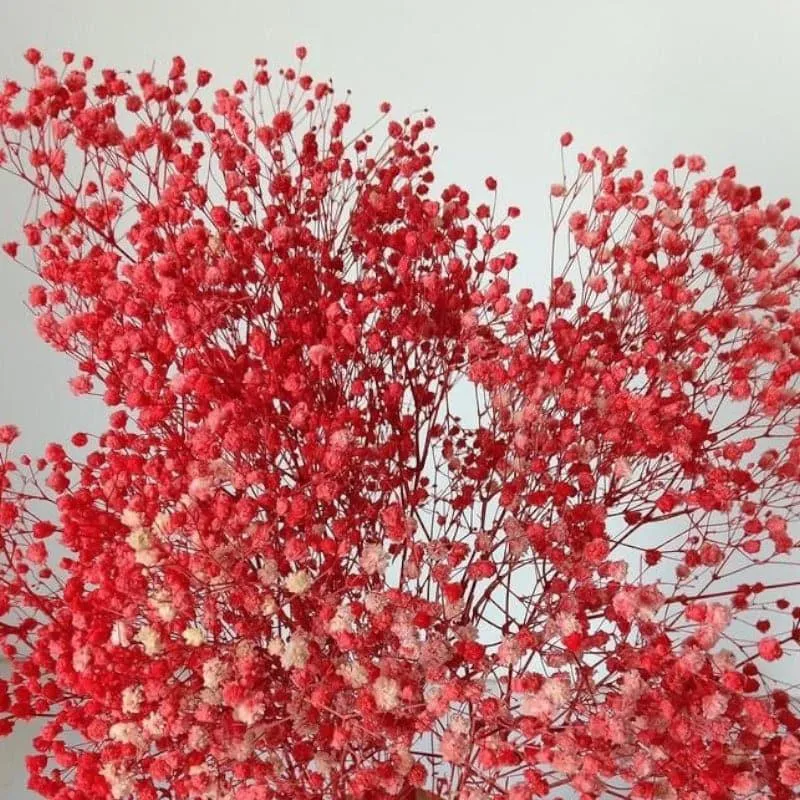 Naturally Dried Baby Breath Gypsophila Stems (Red) - Set Of Five media 4