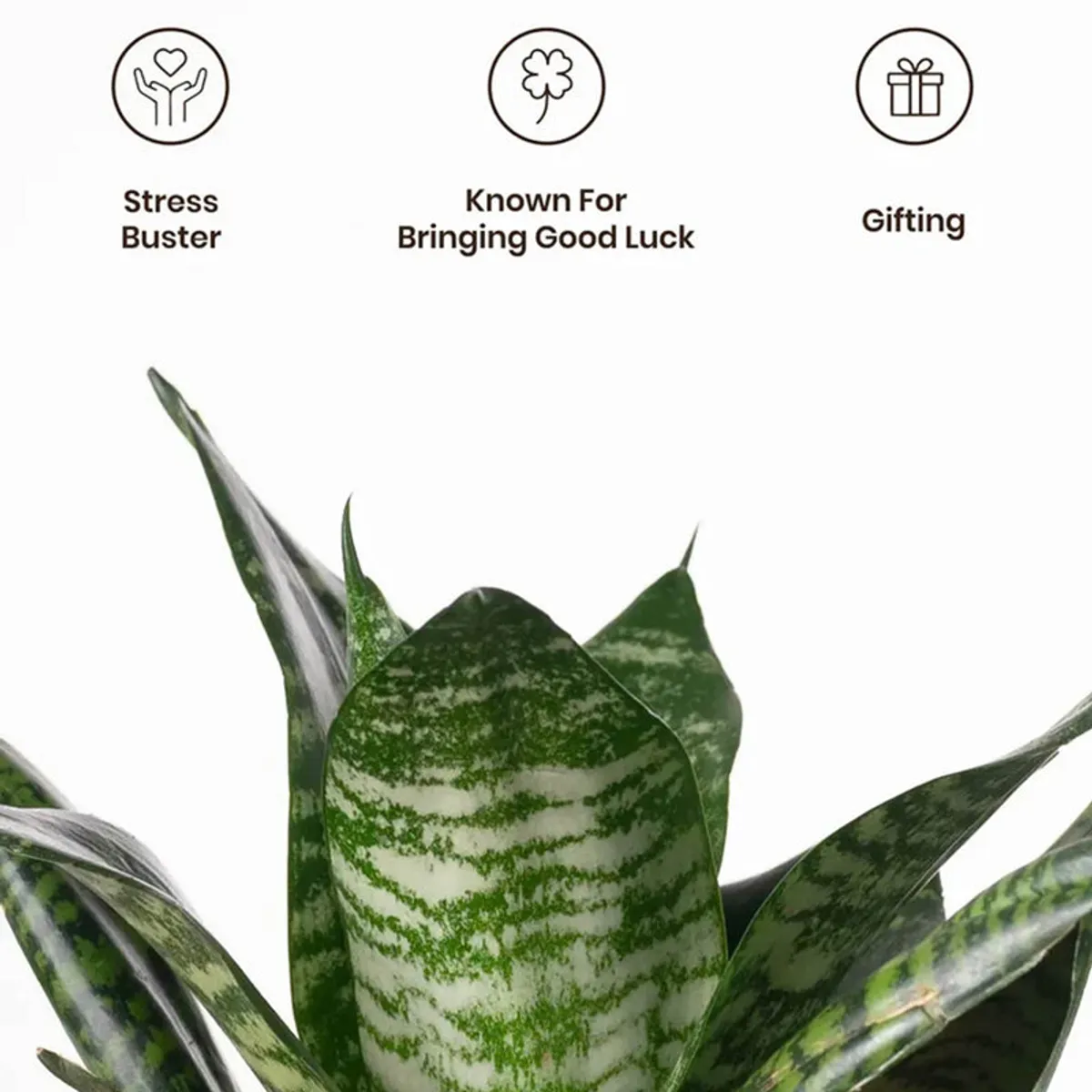 Close-up of the Sansevieria Snake Plant's green patterned leaves