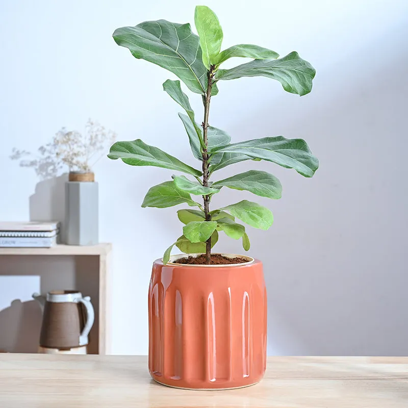 Ugaoo Straits Ceramic Planter - Coral media 2
