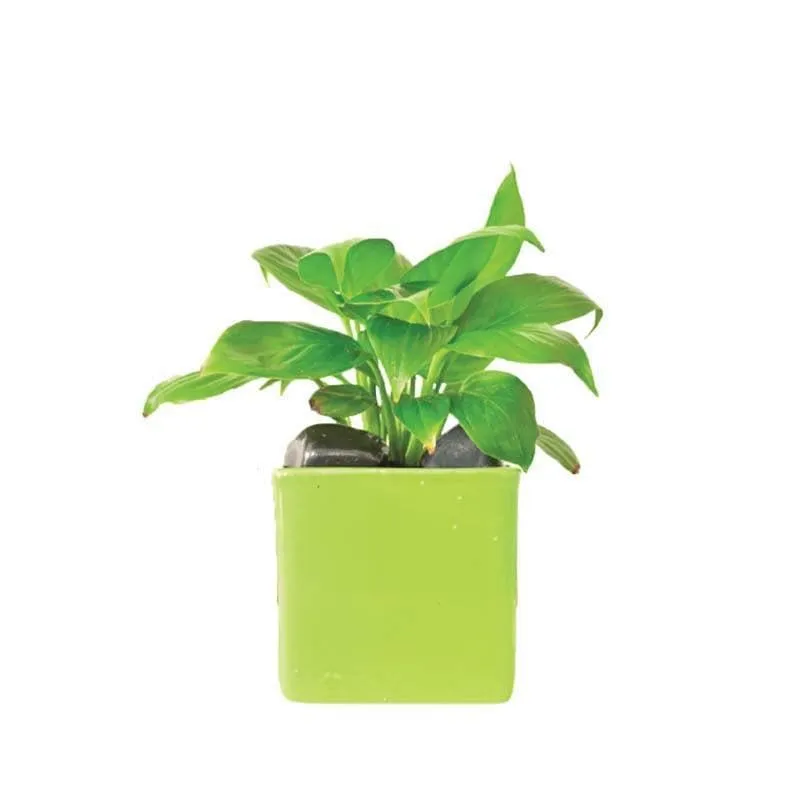 Ugaoo Square Light Green Ceramic Pot media 3