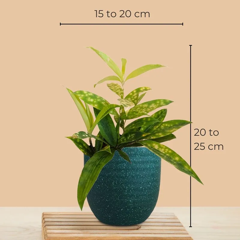 Greenkin Bamboo & Golden Snake Live Plants (Green) - Set Of Two media 9