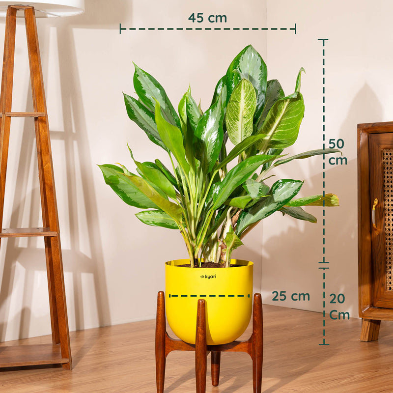 Kyari Aglonema Ice Plant With Metal Self Watering Pot - Yellow media 5