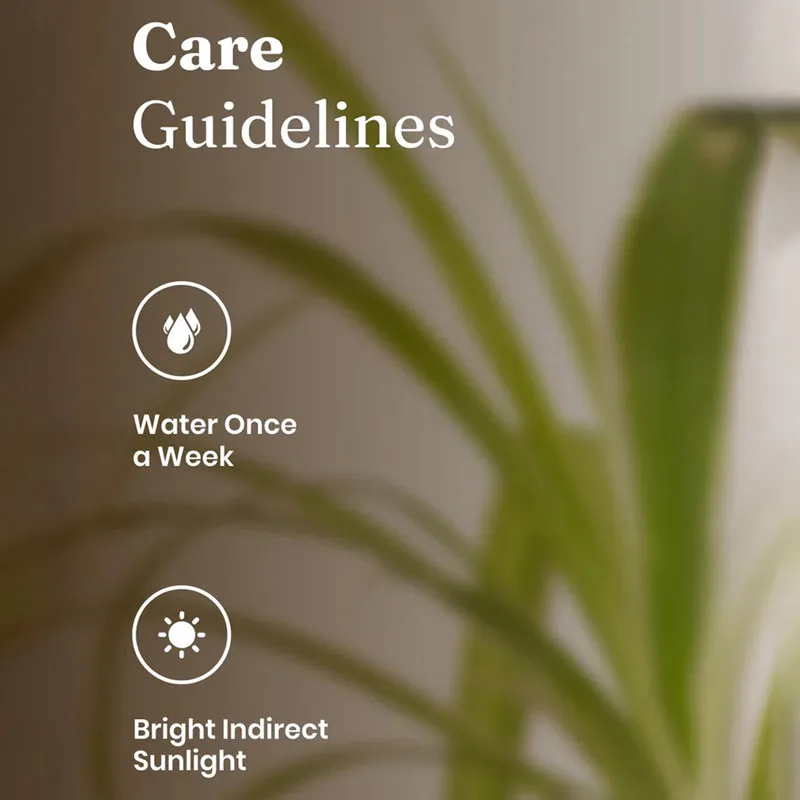 Kyari Spider Plant With Self Watering Pot media 3